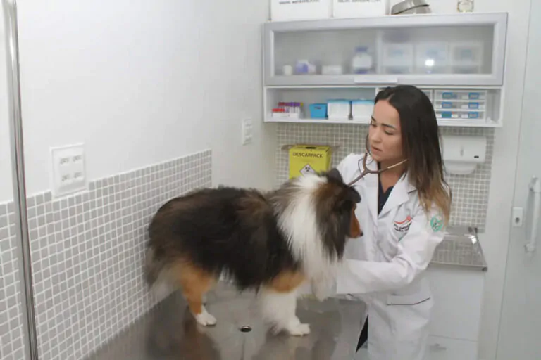 Veterinaria 24h Cavetijuca Cachorro médica