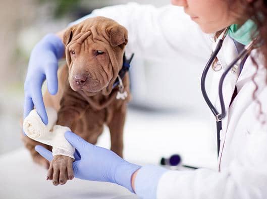 Cachorro com para machucada - veterinária enfaixando a pata