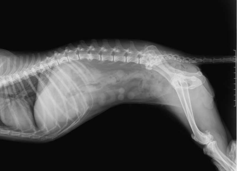 raio x cao Veterinaria Atual